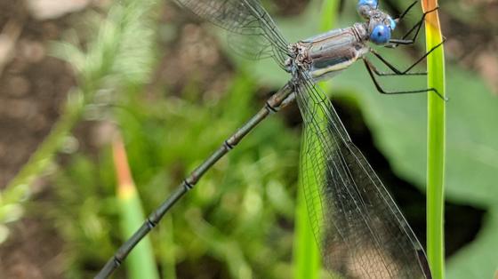 Damselfly