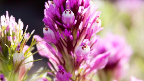 Spring Wildflower