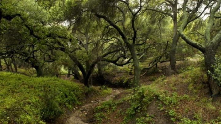 Densely wooded area with a small winding creek