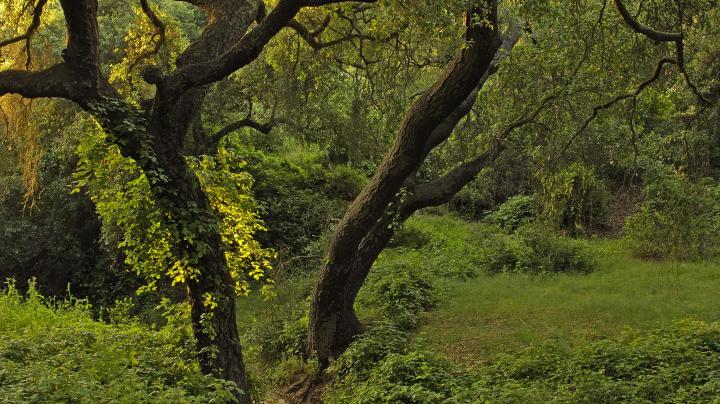 Lush green canyon with coast live oak trees