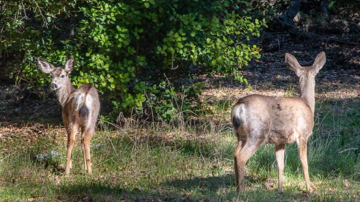 Mule Deer in nature.