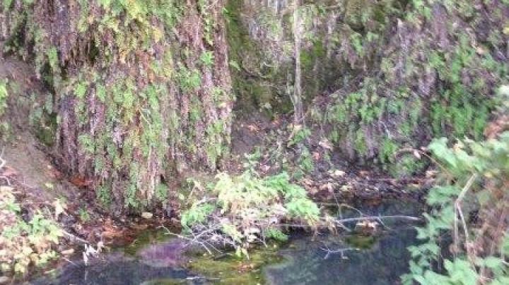 Dripping springs water feature in Limestone Canyon