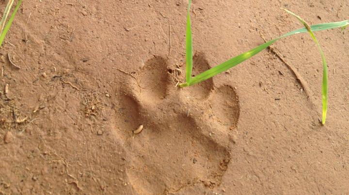 Animal tracks on the trail.