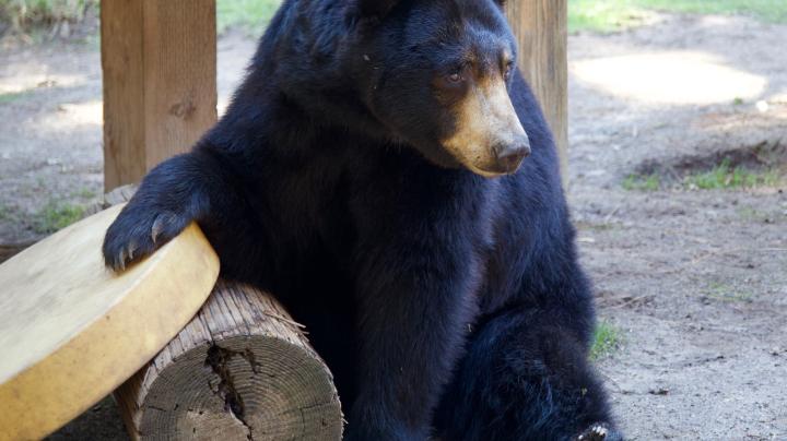 OC Zoo Bear Awareness Day