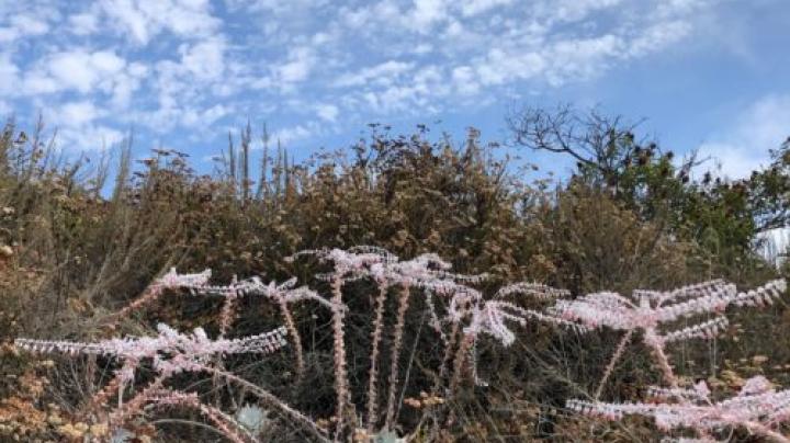 Chalk Dudlya on the Mesa Loop Trail