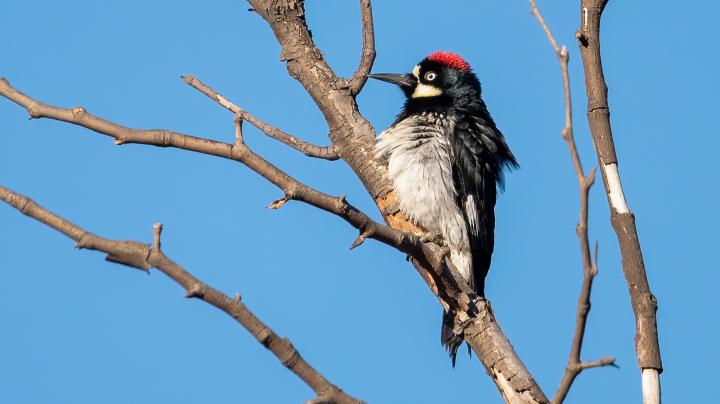 fauna bird acorn woodpecker