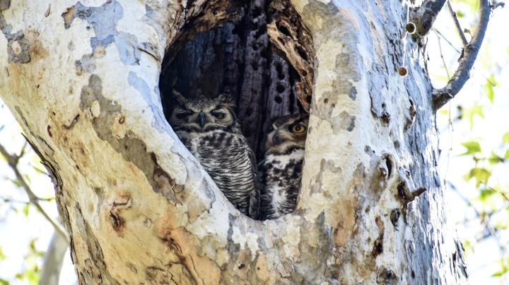 Great Horned Owls birds