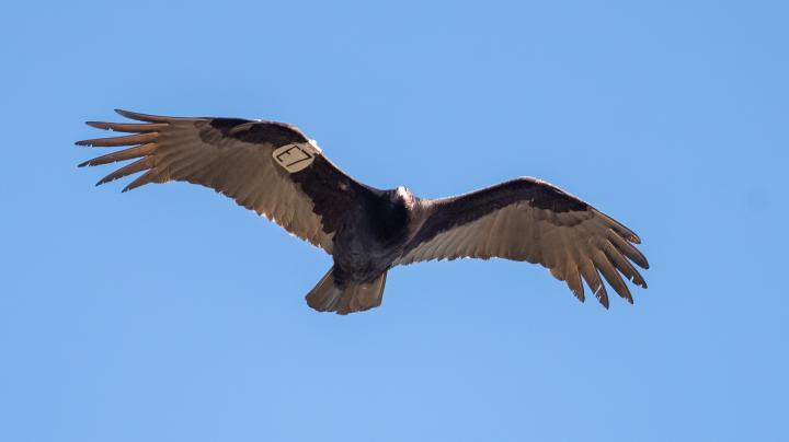 turkey vulture bird