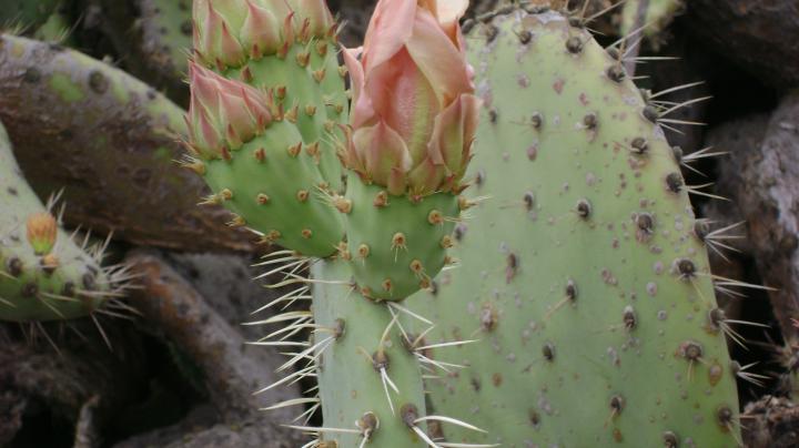 Prickly Pear Cactus on Hicks Haul Road in Limestone Canyon