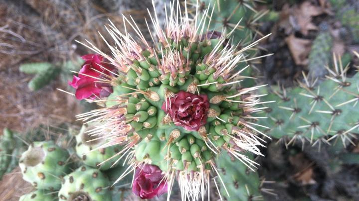 coastal cholla cactus flora