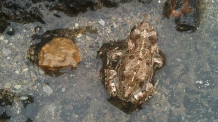 amphibian western toad