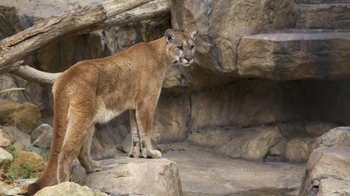 A mountain lion at the OC Zoo