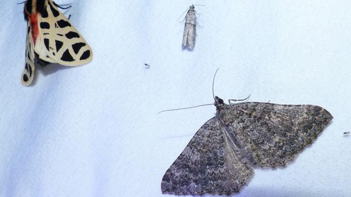 Nighttime Bugs, Augustine Staging Area in Limestone Canyon