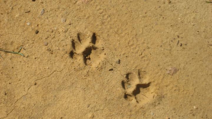Explore Weir Canyon, Animal Signs and Tracks