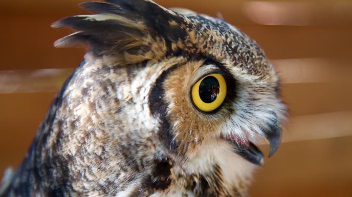 OC Zoo's great horned owl