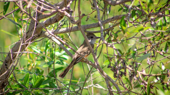 Bird Walk at Dilley Preserve