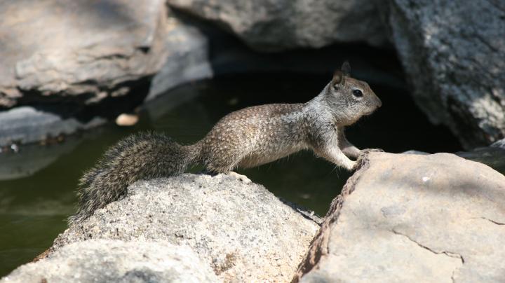 ground squirrel