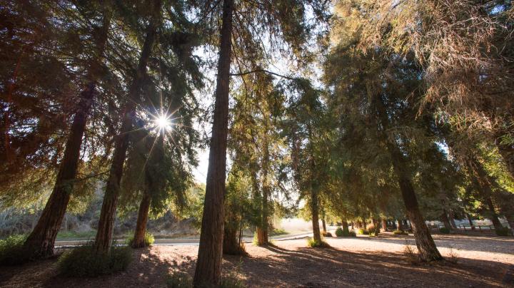 Carbon Canyon Redwoods