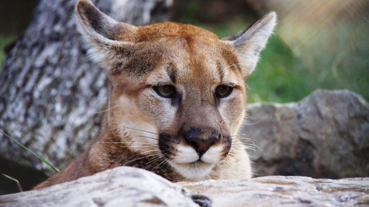 oc zoo mountain lion