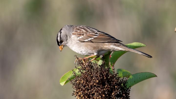 white crowned sparrow 2