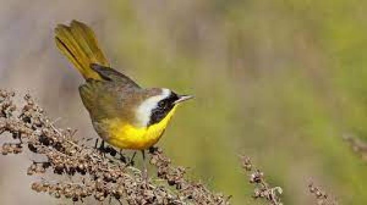Birds of Fremont Canyon