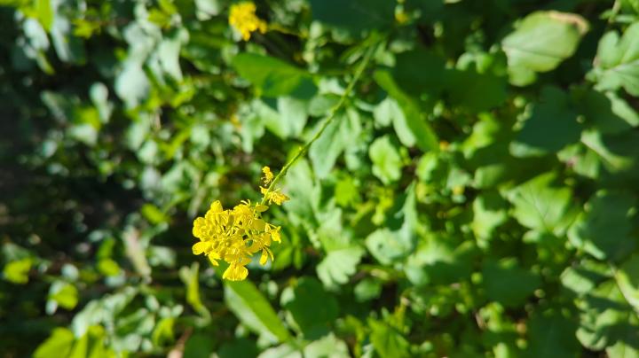 Mustard Clark Park