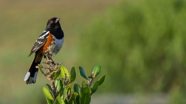 spotted Towhee