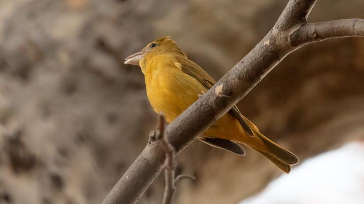 summer tanager, female