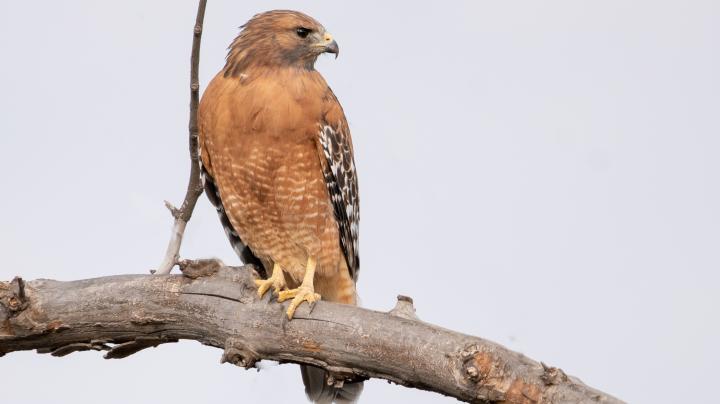 red shouldered hawk