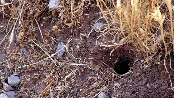 tarantula animal home