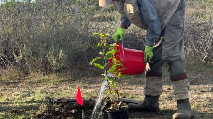 Volunteer watering restoration stewardship