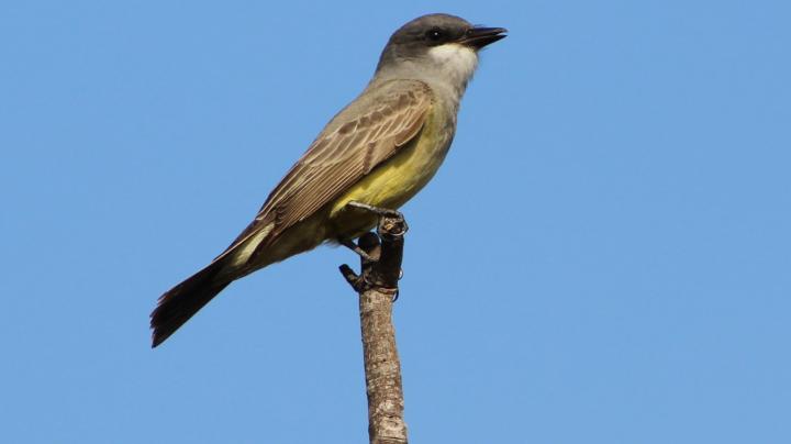 Better Birding Basics: Birds of Limestone Canyon