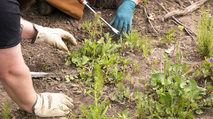 Keep it Wild - Native Plant Nursery