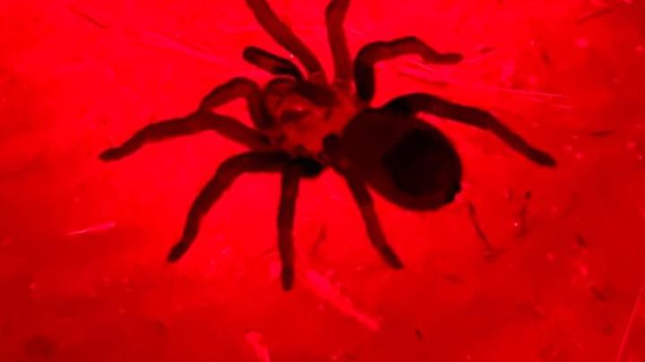 tarantula under red light