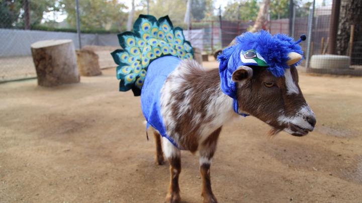 OC Zoo goat in costume