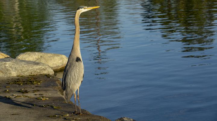 Great blue heron mile square