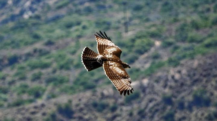 Bird Hike Dilley