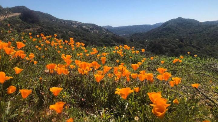 Poppies