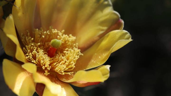 Native Plant Hike