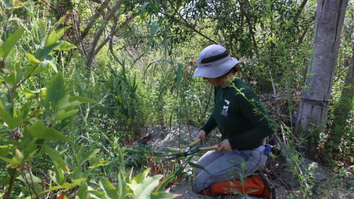 Keep it Wild – LCF Native Plant Nursery