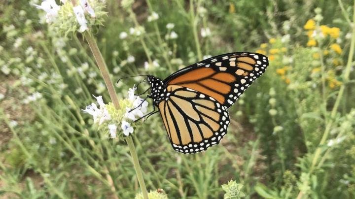 Nature Butterfly