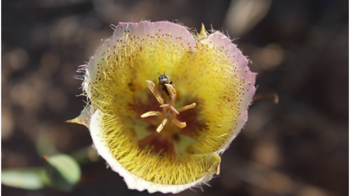 Bee on Flower