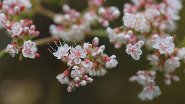 Flower Nature Creativity