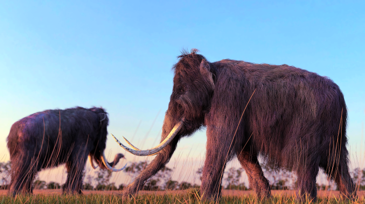 Mammoth family
