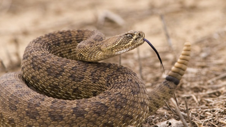 rattlesnake