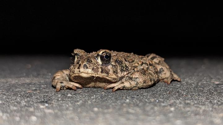 western toad