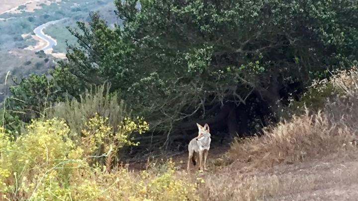Coyote