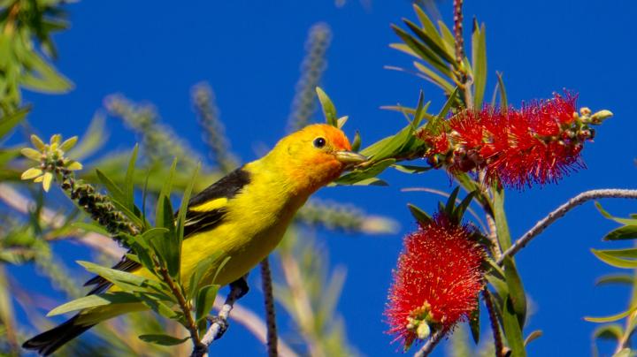 Western Tanager, Bird 