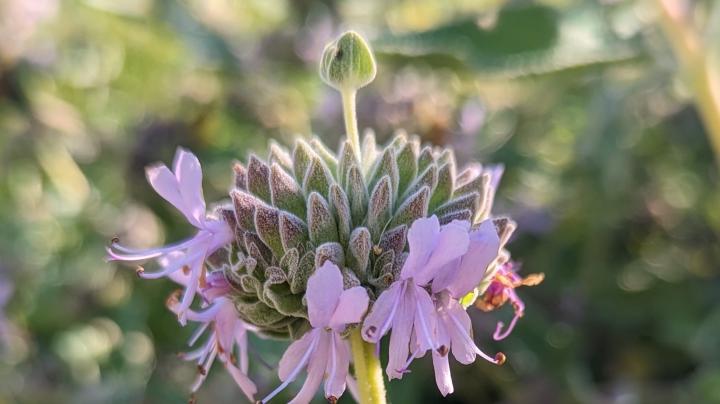 Purple Sage