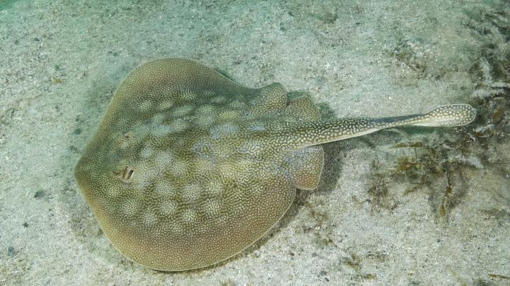 Stingray sitting on sand